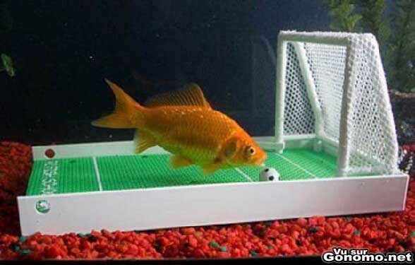 Un accessoire d aquarium qui va plaire a votre poisson rouge s il est amateur de football