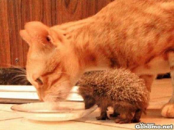 Un chat et un petit herisson se partage la meme gamelle