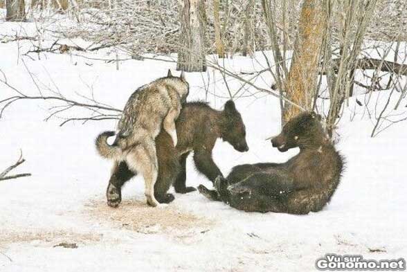 Un ours tres amuse de voir son pote se faire prendre par un loup :p