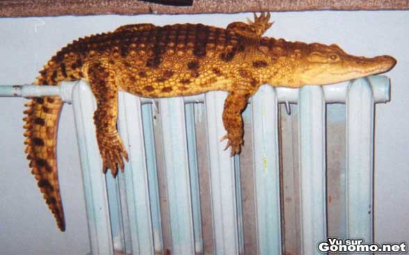 Crocodile grille au radiateur