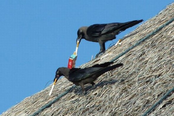 Deux corbeaux qui ont pique un paquet de cigarette vont s en griller une sur un toit
