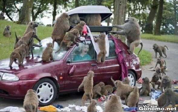 Attaque de singes : enferme dans sa voiture il regarde des singes lui faire une fouille complete