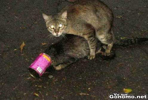 Un chat qui profite de la betise d un autre