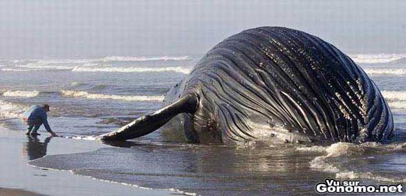 Une baleine enorme s est echouee