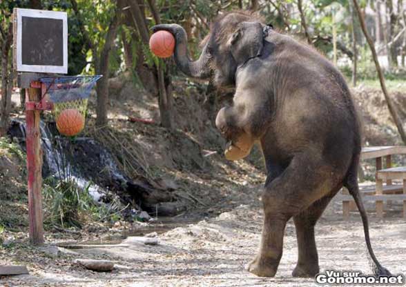 Un elephant qui joue au basket sur ces deux pattes arrieres