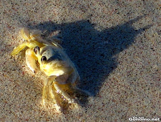 Batcrab : l ombre d un crabe dans le sable ressemble etrangement a Batman