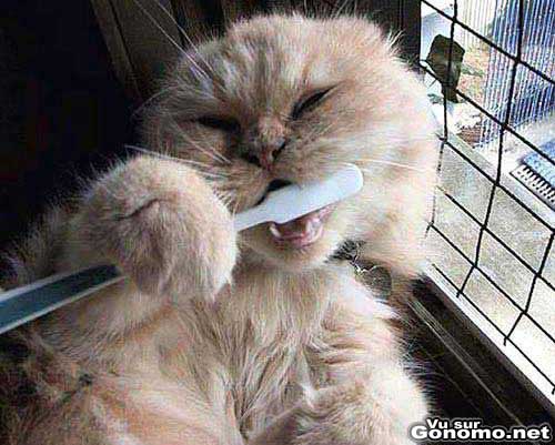 Un chat qui se brosse les dents