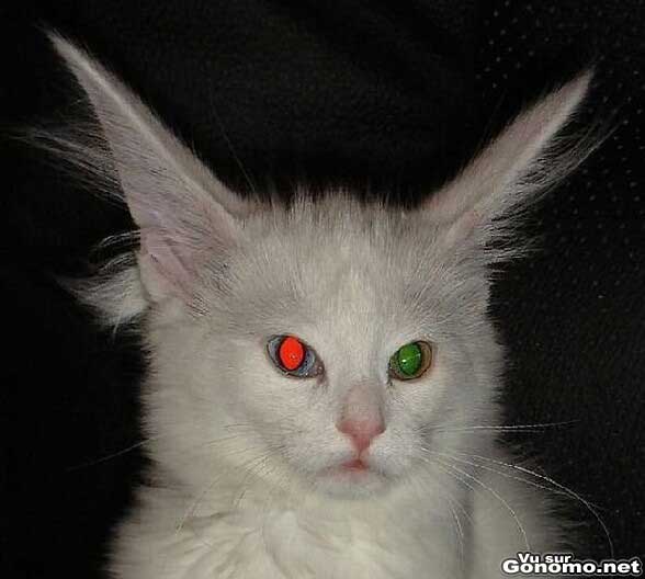 Un chat bizarre avec ses grandes oreilles et ses yeux rouges et verts a cause du flash