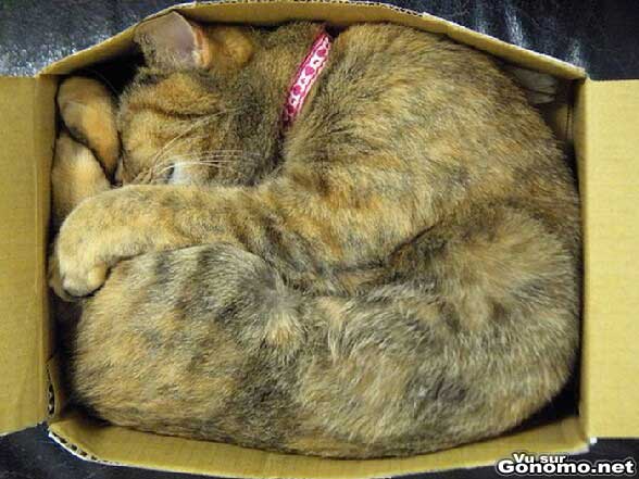 Un chat qui a trouve une place bien confortable dans un carton pour faire sa sieste