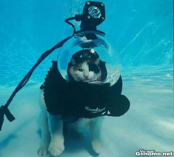 Un chat fait de la plongee sous marine