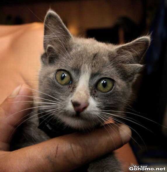 Chat etrange : un chat mignon ... malgre ses quatre oreilles ! Wtf ??