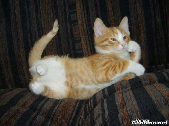 Star cat : un chat prend la pose devant l appareil en toute simplicite :)