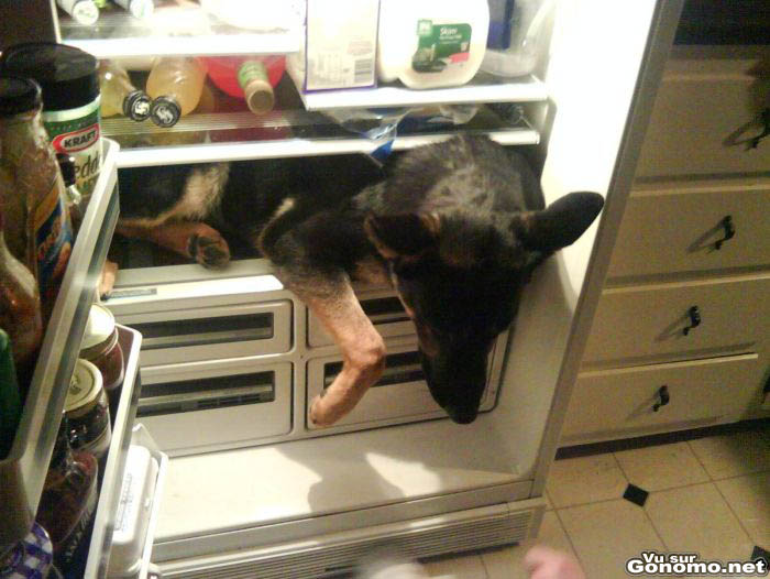 Qu est ce qu on mange ce soir ? Y a de quoi faire un chien dans le congelo en tout cas ...