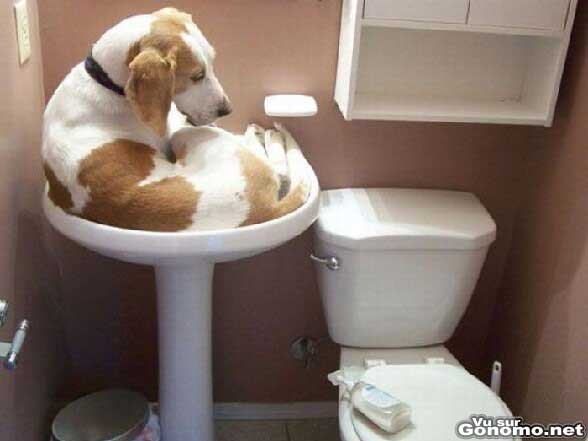 Un chien qui n a pas la taille svelte d un chat pour dormir dans le lavabo