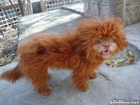 Firefox en vrai : un chien (si c est bien un chien) avec de longs poils roux ...
