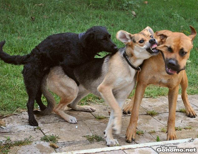 Un chien profite d une bagarre entre deux de ses congeneres pour soulager ses envies ! :)
