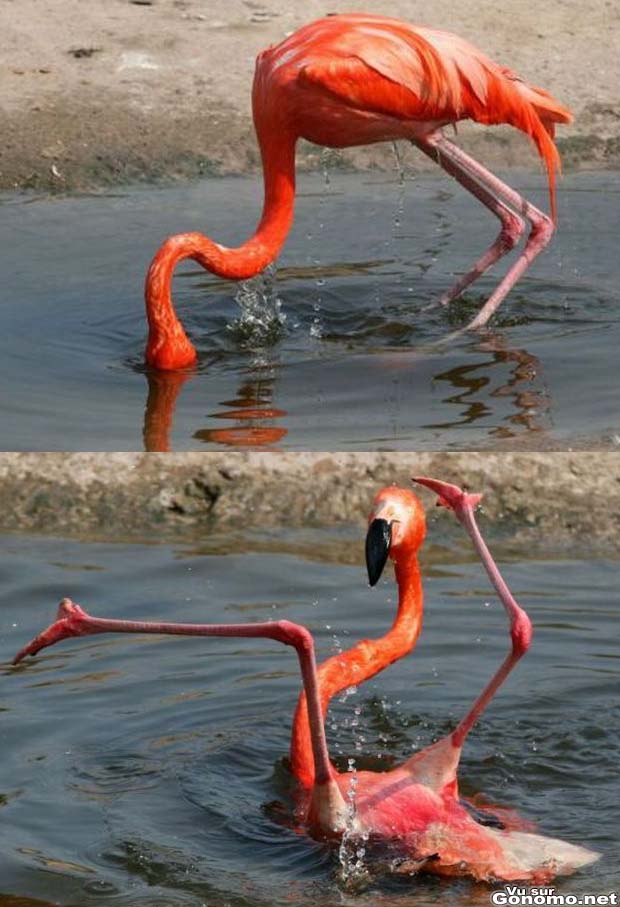 L elegance du flamant rose en prend un coup en le voyant dans cette position