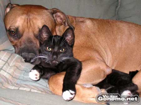Ce chien et ce chat forment un beau couple ensemble