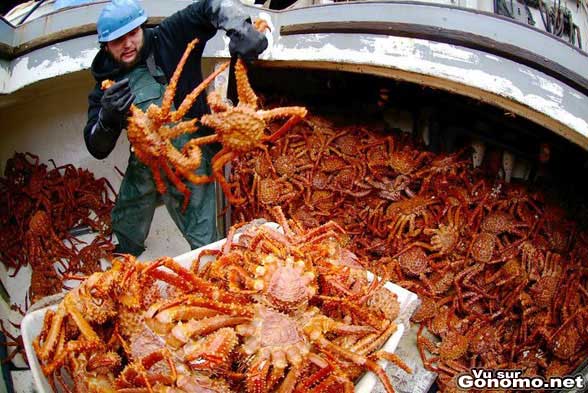Les crabes contre attaquent