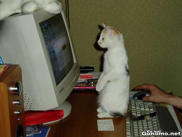 Trop mignon ce chaton debout sur ses pattes arrieres devant son l ecran d ordinateur