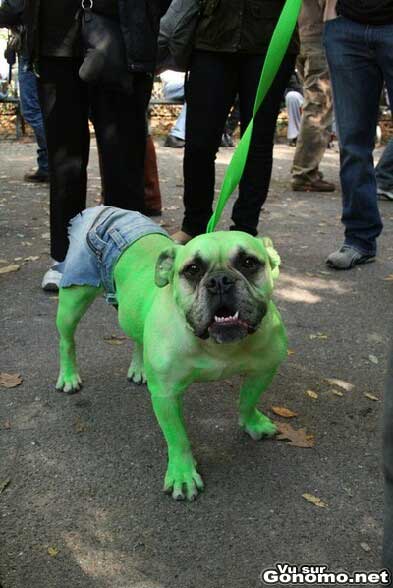 Un bulldog deguise en incroyable Hulk !