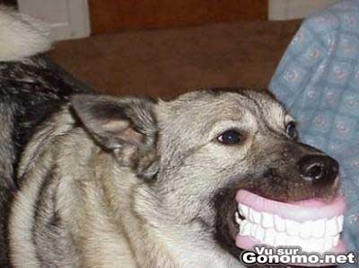 Un chien qui rapporte le dentier de son metre dans sa gueule