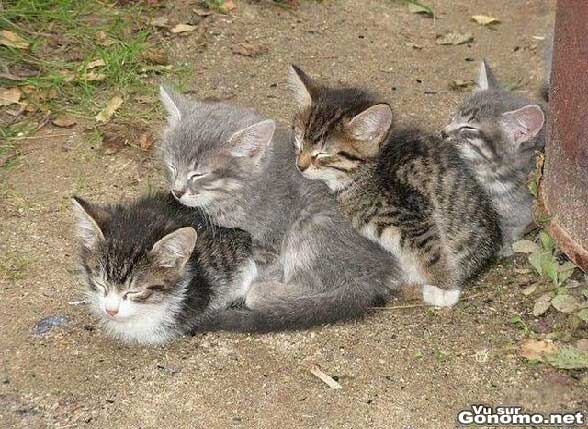 Trop mignons ces petits chats qui se collent les uns contres les autres