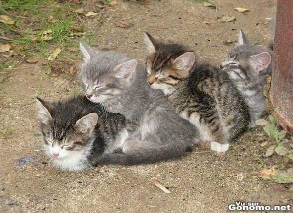 Trop mignons ces petits chats qui se collent les uns contres les autres