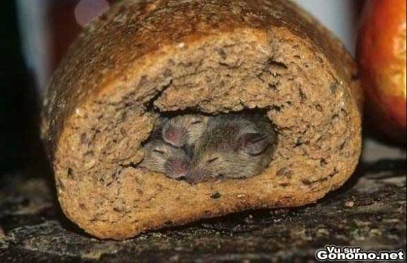 Des souris tranquillement installees dans une miche de pain