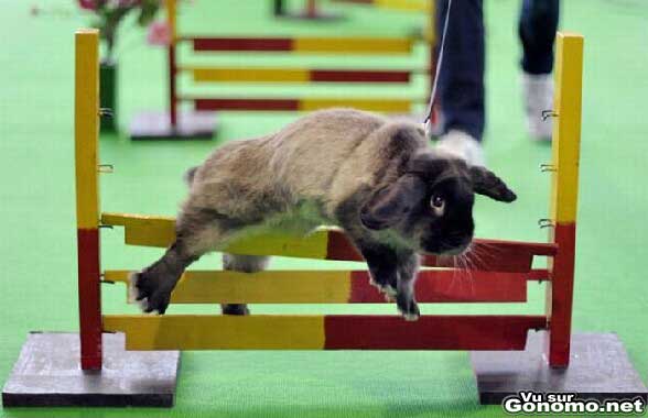 Saut d obstacles pour lapins comme en equitation