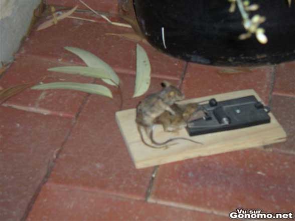 Une souris qui se tape sa copine coincee dans un piege