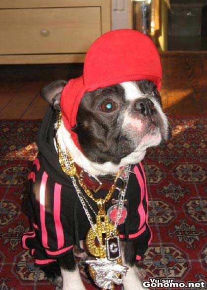 Gansta dog ! Un chien bling bling avec casquette et chaines en or