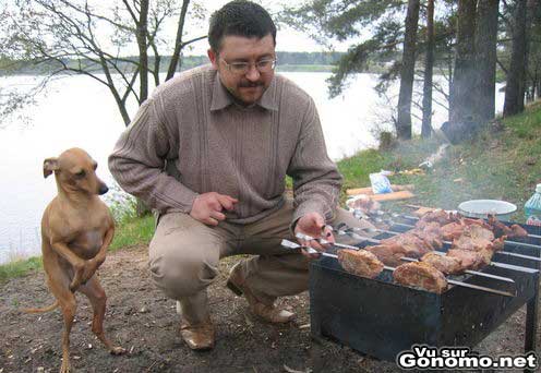 Un chien qui se taperait bien un barbecue