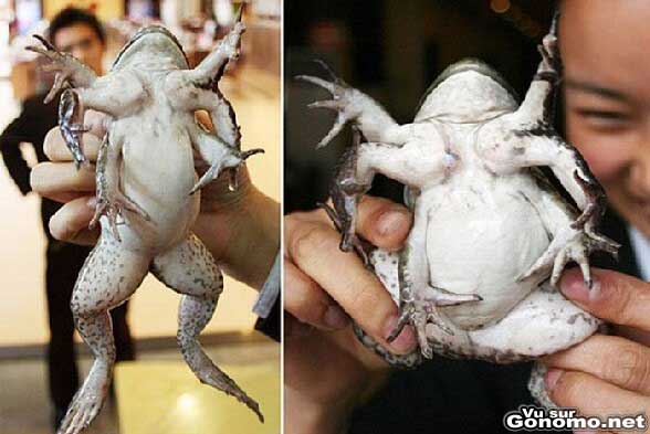 Une grenouille mutante avec huit pattes. Amateurs de cuisse de grenouille vous allez etre gates