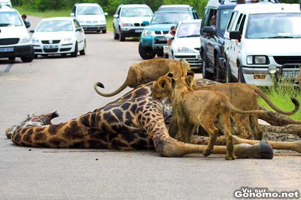 Des lions prennent leur repas sur la route au milieu des voitures