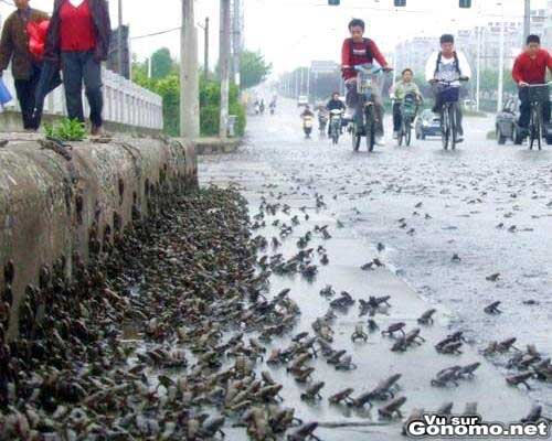 Une invasion de grenouilles !