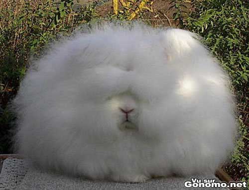 Lapin afro : une boule de poils qui ressemble a un lapin vu le museau