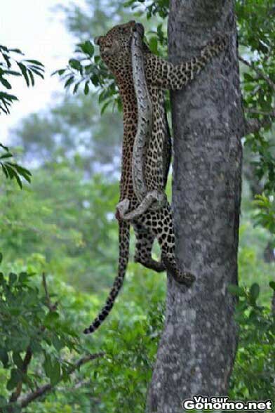 Leopard vs serpent : un leopard monte dans un arbre avec son repas