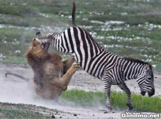 Lion vs Zebre : un zebre attaque par un lion lui met un violent coup de sabots dans la gueule