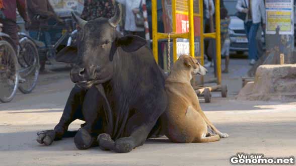 Une amitie entre un taureau et un chien