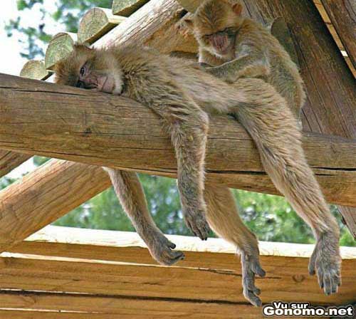 Deux singes qui font une sieste crapuleuse