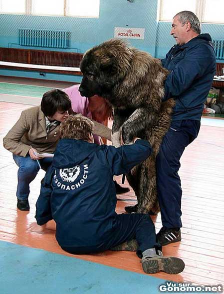 Une oscultation difficile pour cet enorme chien et pour les veterinaires aussi