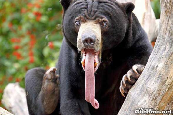 Trop fort le regard et la langue de cet ours brun ! lol