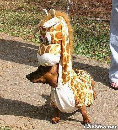 Pauvre chien avec son deguisesement de girafe lol
