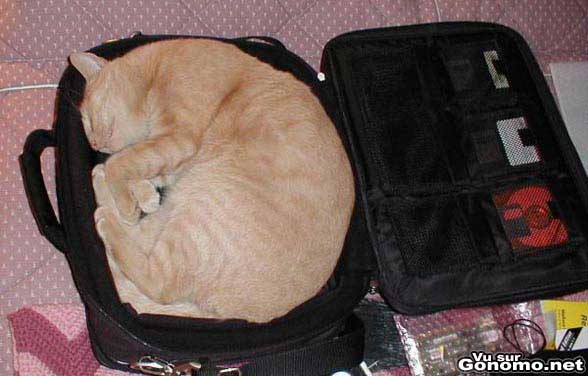 Un chat qui trouve les sacoche pour pc tres confortables