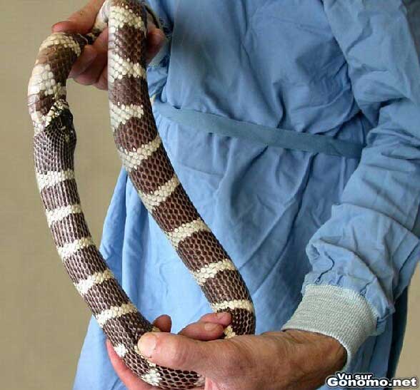 Pour ce serpent, l expression se mordre la queue prend tout son sens ...