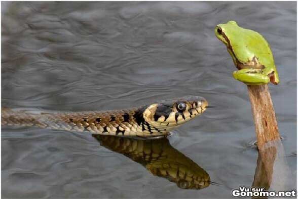 Serpent vs grenouille : une pauvre petite grenouille qui va passer a la casserole !