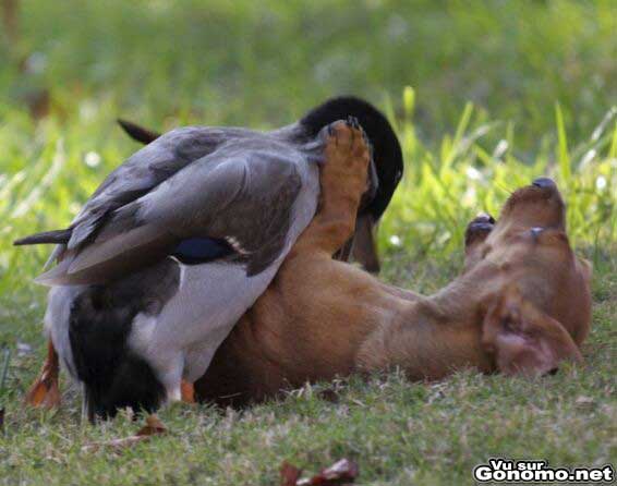 Jeux coquins entre animaux : un canard fait une petite gaterie a un chien :)