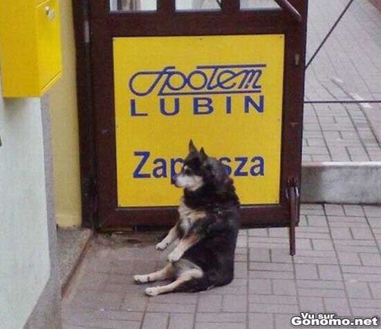 Un chien assis comme un humain sur le pave devant un magasin