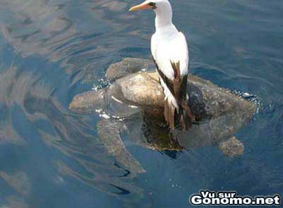 Un oiseau avec chauffeur